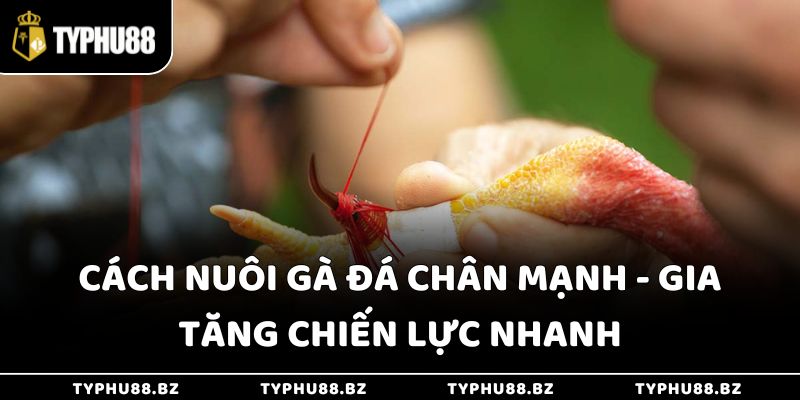 Cách Nuôi Gà Đá Chân Mạnh - Gia Tăng Chiến Lực Nhanh 2 Cách Nuôi Gà Đá Chân Mạnh - Gia Tăng Chiến Lực Nhanh