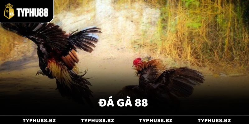 Sân Chơi Đá Gà 88 Trực Tuyến Hấp Dẫn Đa Dạng Hình Thức 5 Sân Chơi Đá Gà 88 Trực Tuyến Hấp Dẫn Đa Dạng Hình Thức