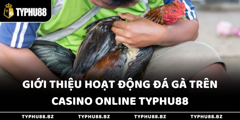 Giới thiệu hoạt động đá gà trên casino online Typhu88