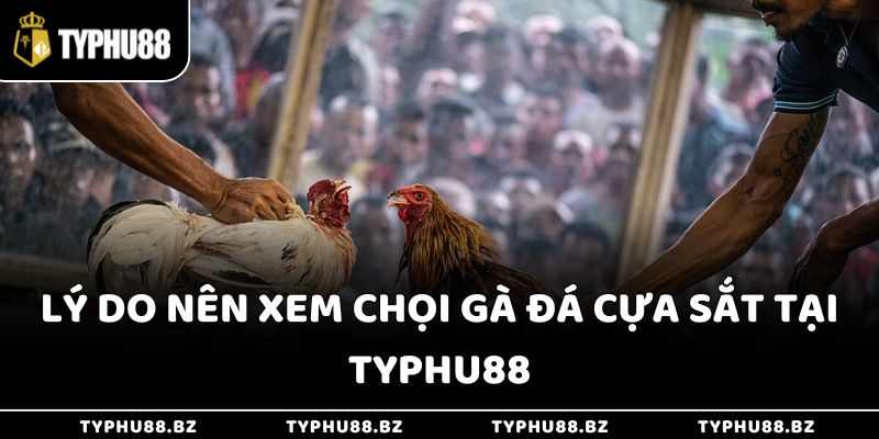 Gà Đá Cựa Sắt Typhu88 - Trận Đấu Nghẹt Thở, Đầy Bất Ngờ 3 Lý do nên xem chọi gà đá cựa sắt tại Typhu88