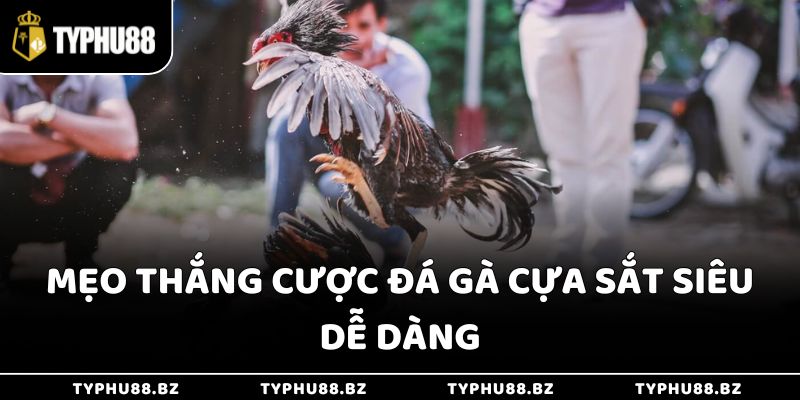 Gà Đá Cựa Sắt Typhu88 - Trận Đấu Nghẹt Thở, Đầy Bất Ngờ 4 Mẹo thắng cược đá gà cựa sắt siêu dễ dàng