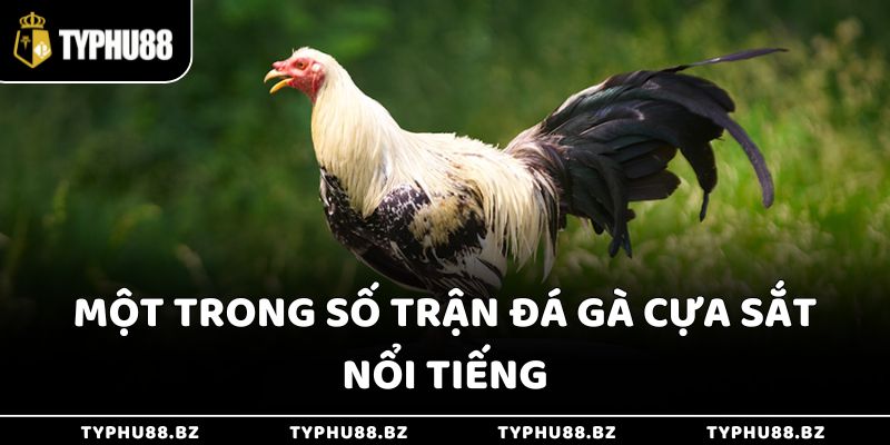 Gà Đá Cựa Sắt Typhu88 - Trận Đấu Nghẹt Thở, Đầy Bất Ngờ 2 Một trong số trận đá gà cựa sắt nổi tiếng