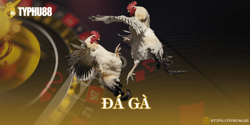 TYPHU88 - Trang đăng Ký & Đăng Nhập Mới Nhất 2025 6 Đá gà